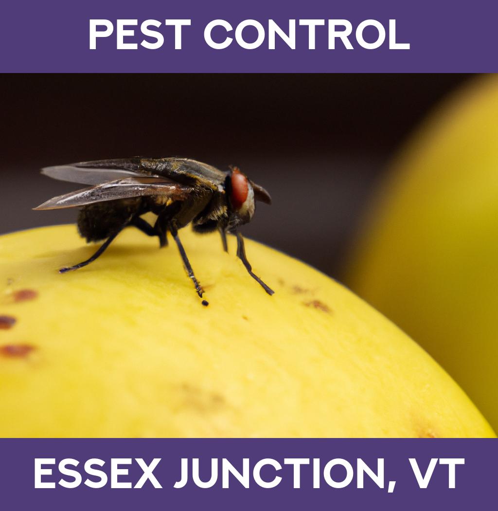 pest control in Essex Junction Vermont