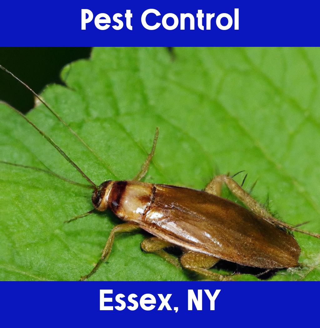 pest control in Essex New York