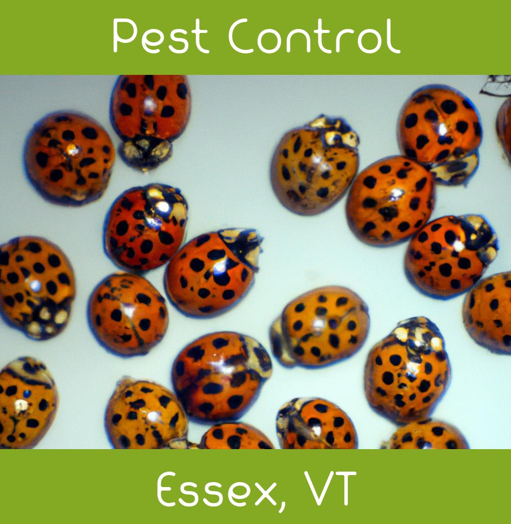 pest control in Essex Vermont