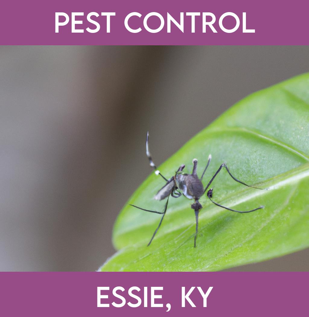 pest control in Essie Kentucky