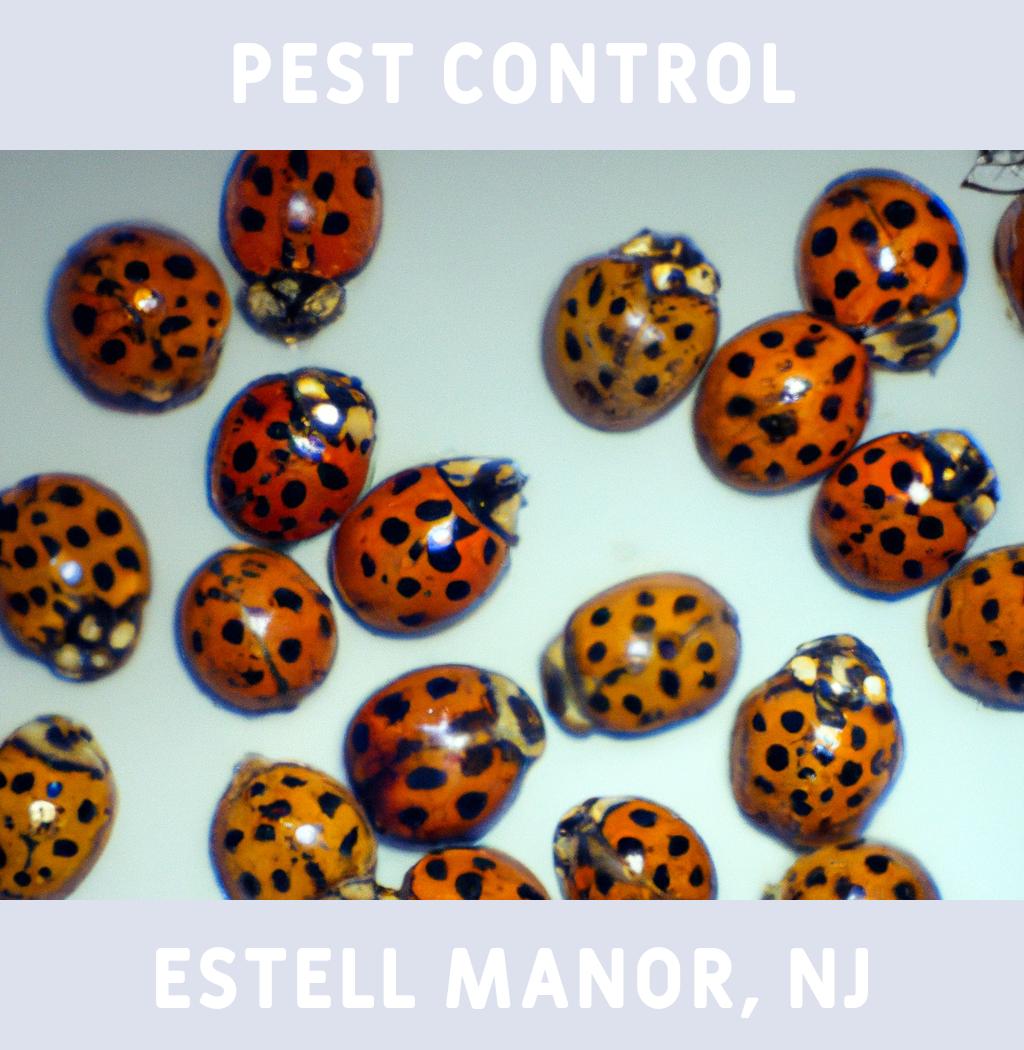pest control in Estell Manor New Jersey