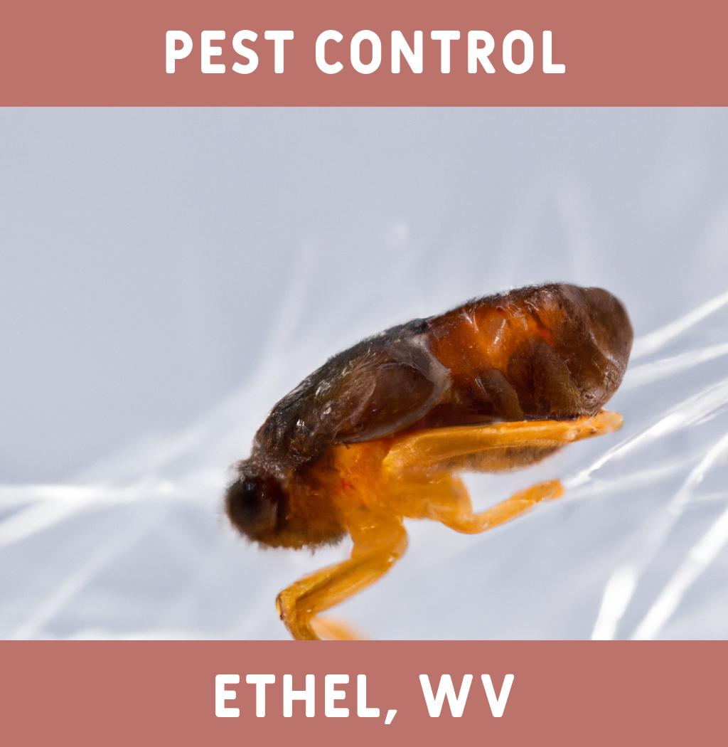pest control in Ethel West Virginia