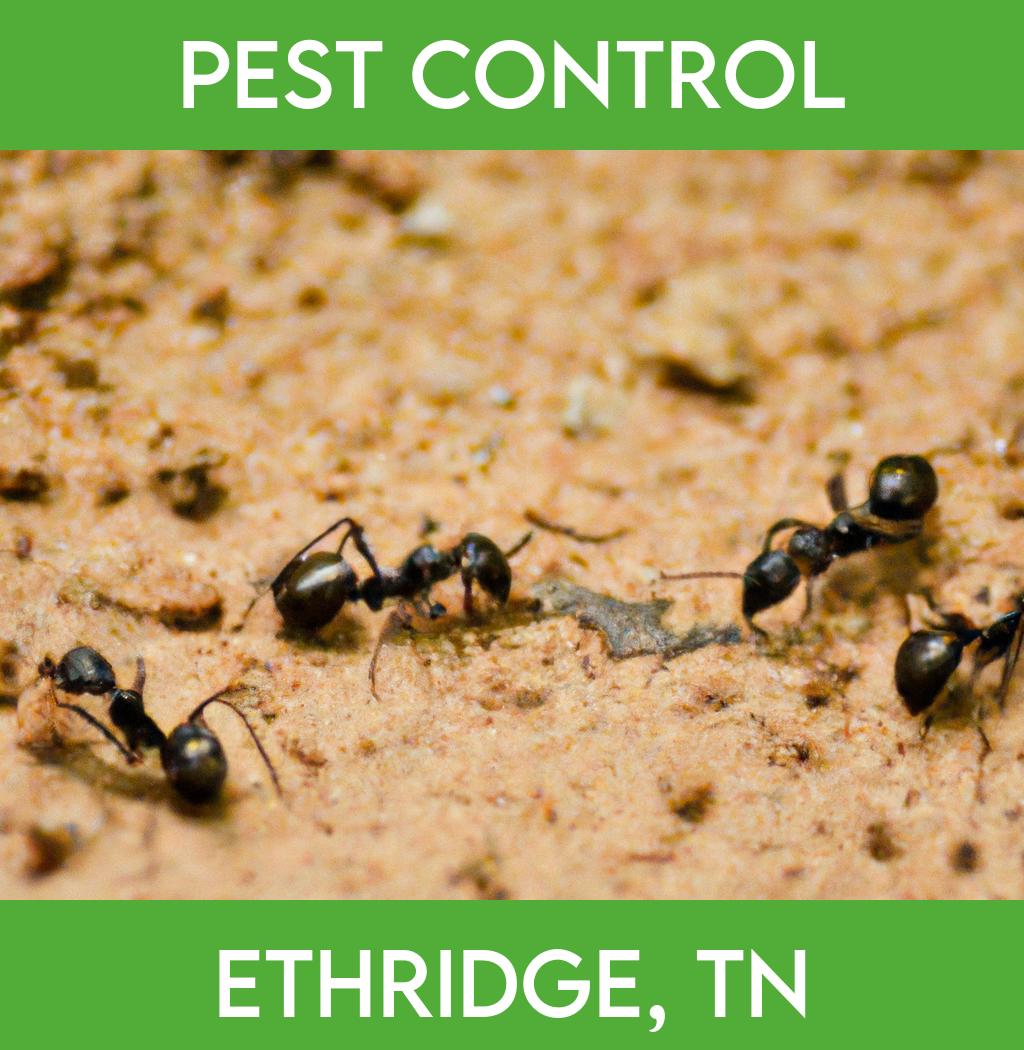 pest control in Ethridge Tennessee