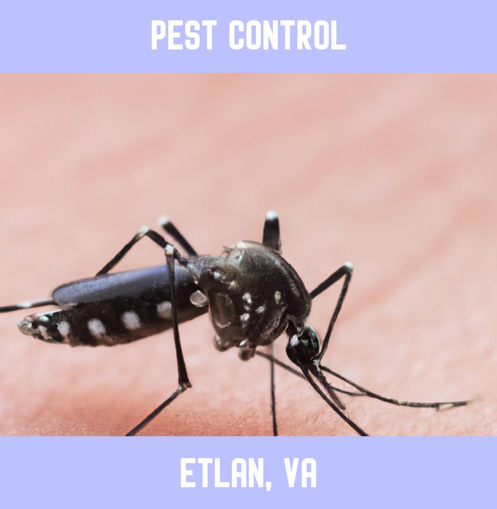 pest control in Etlan Virginia