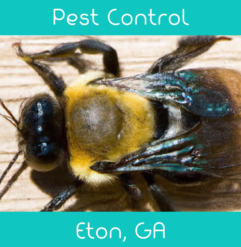 pest control in Eton Georgia