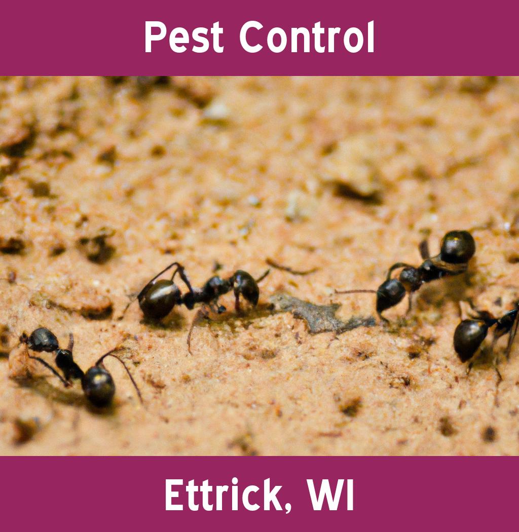 pest control in Ettrick Wisconsin