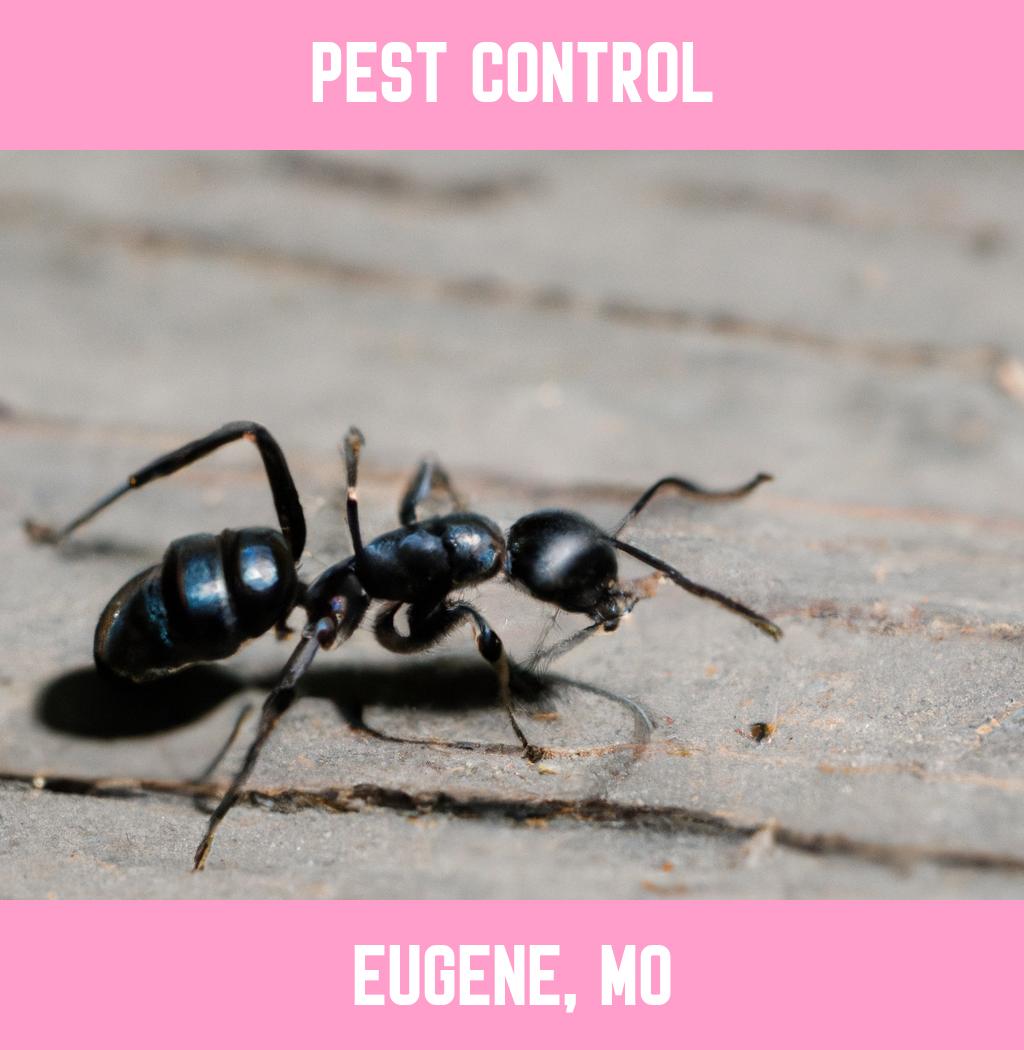 pest control in Eugene Missouri