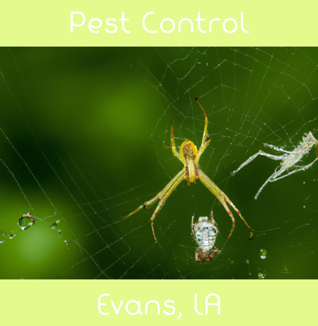 pest control in Evans Louisiana