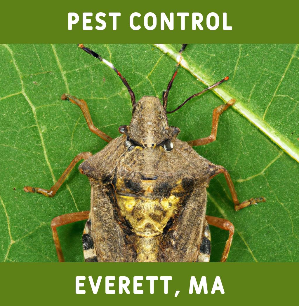 pest control in Everett Massachusetts