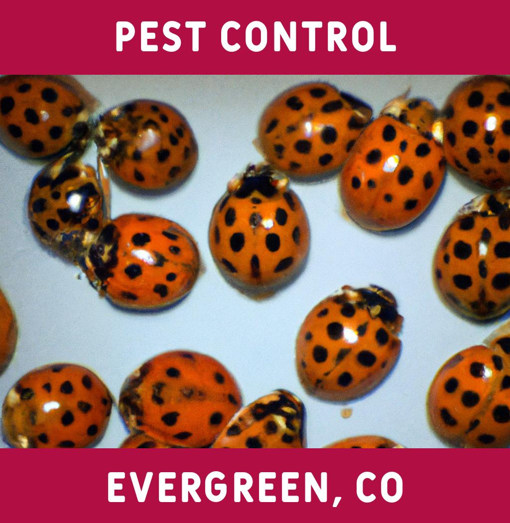 pest control in Evergreen Colorado