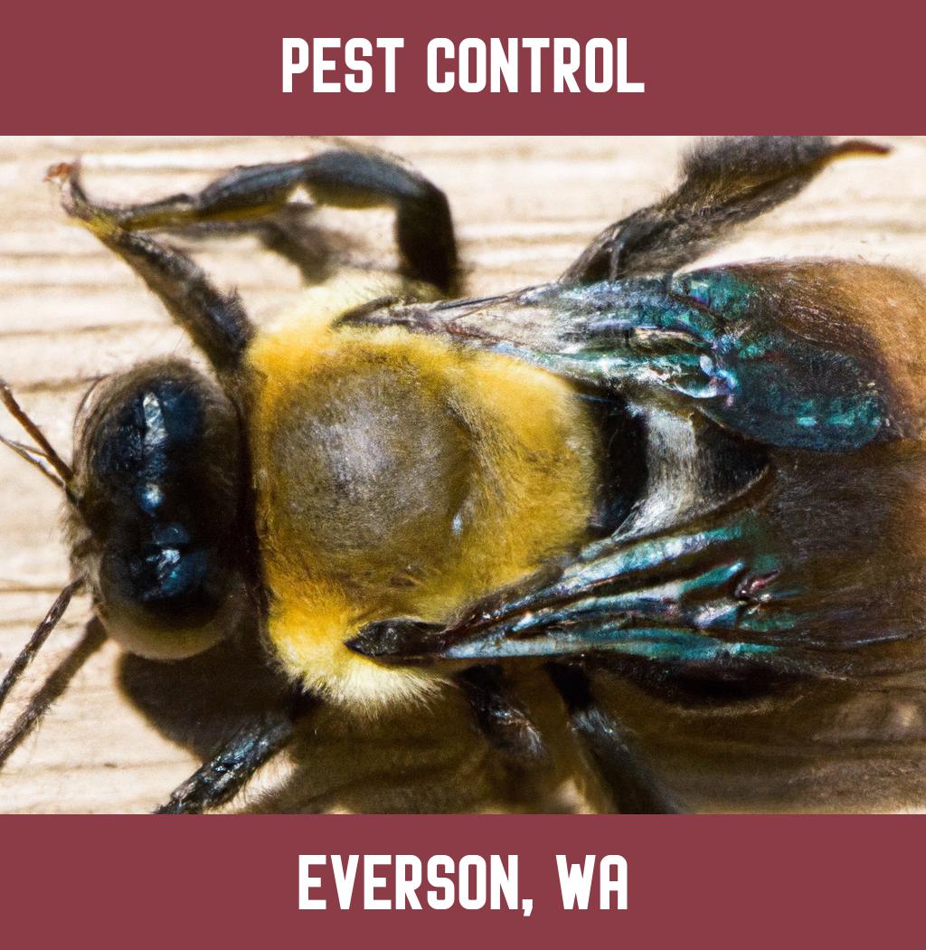 pest control in Everson Washington