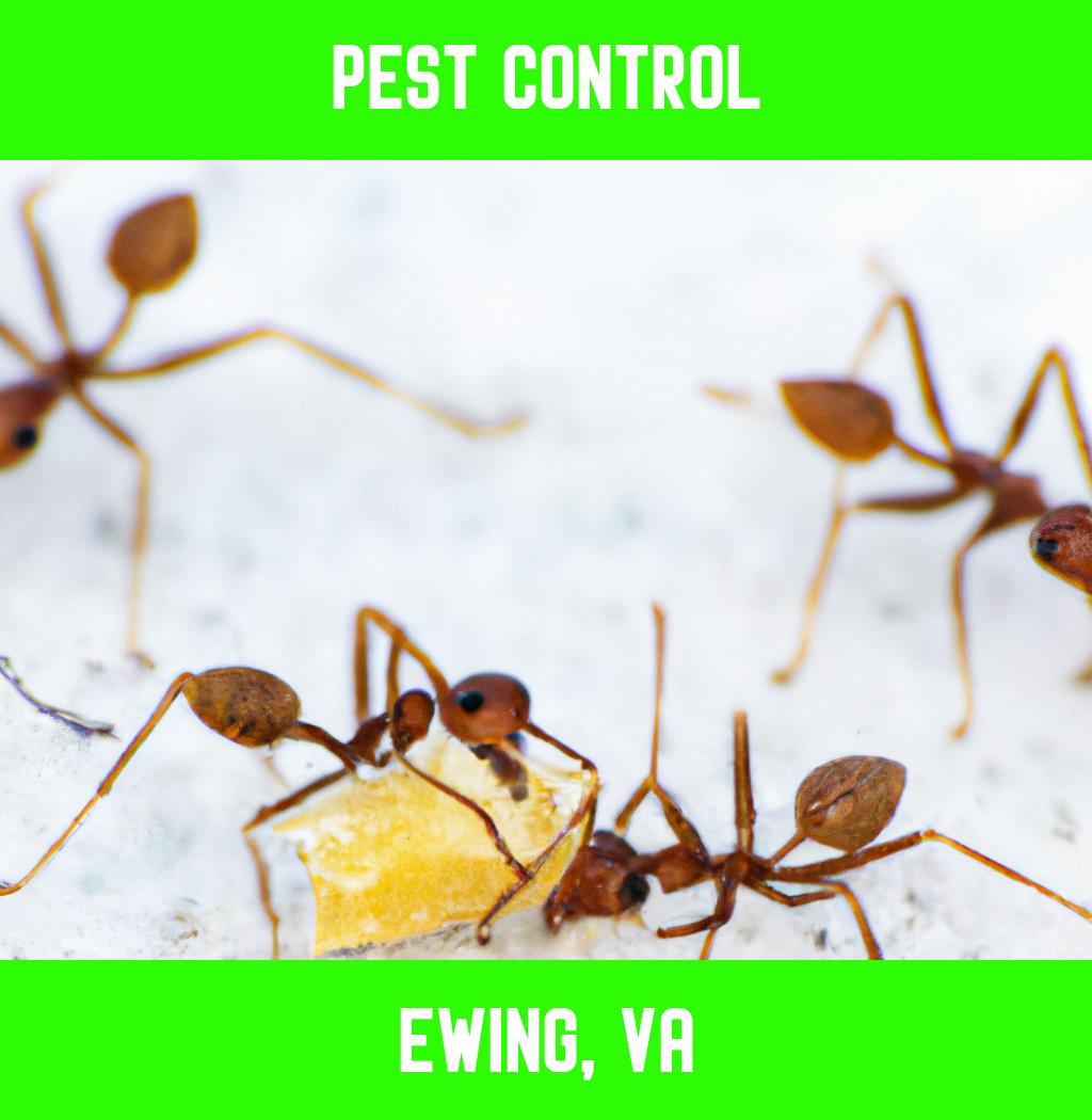 pest control in Ewing Virginia