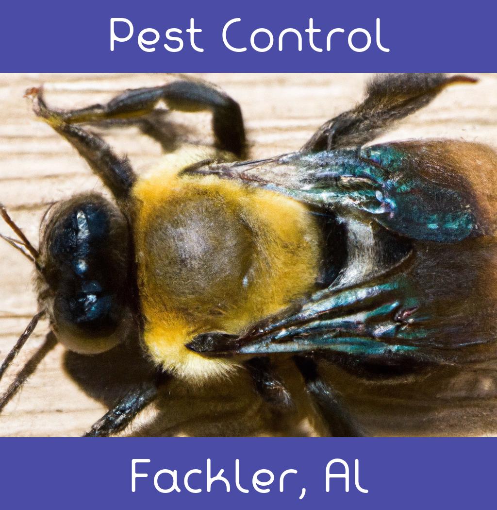 pest control in Fackler Alabama