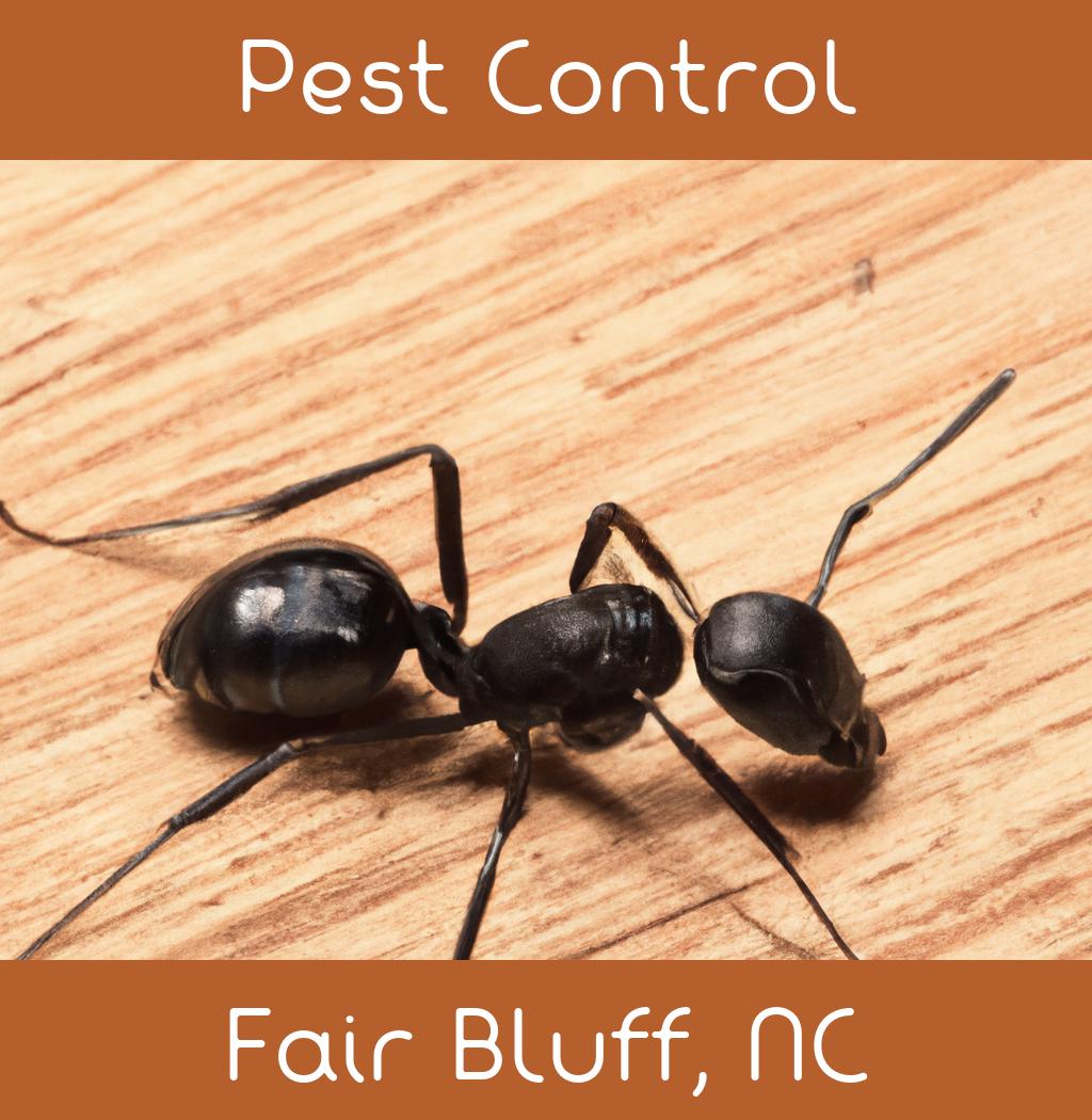 pest control in Fair Bluff North Carolina