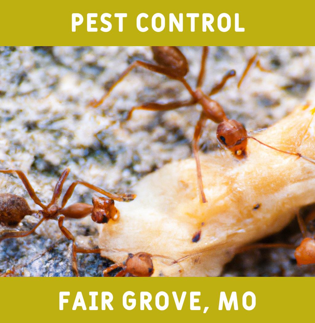 pest control in Fair Grove Missouri