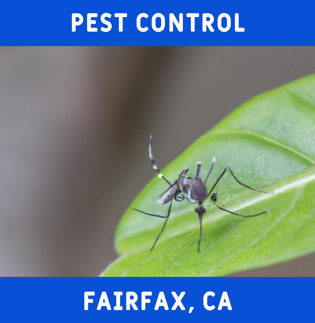 pest control in Fairfax California