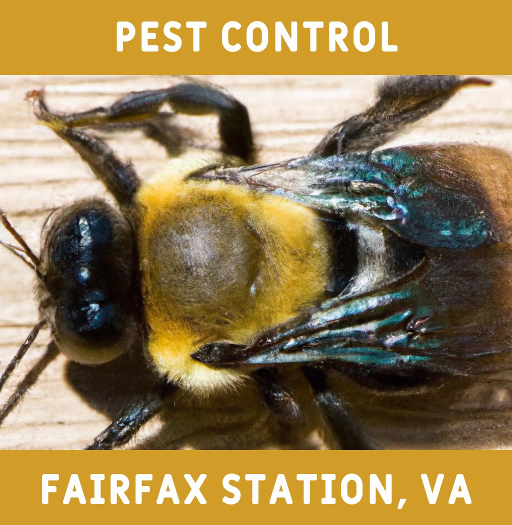 pest control in Fairfax Station Virginia
