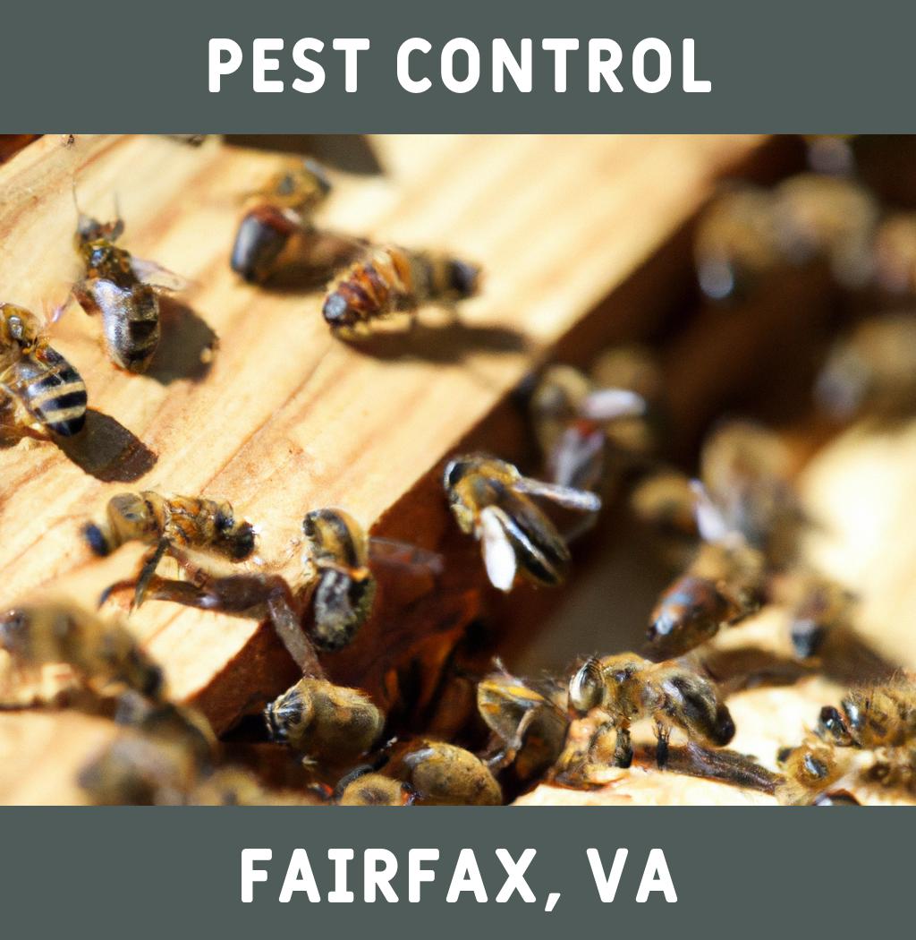 pest control in Fairfax Virginia