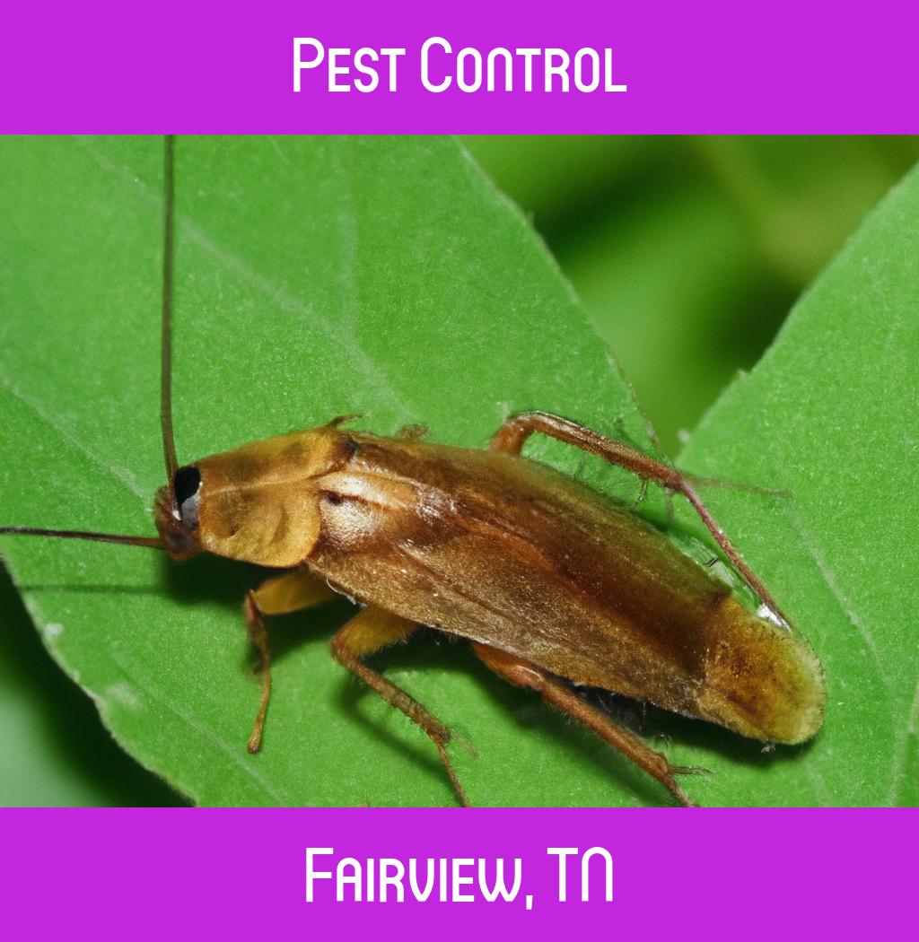 pest control in Fairview Tennessee
