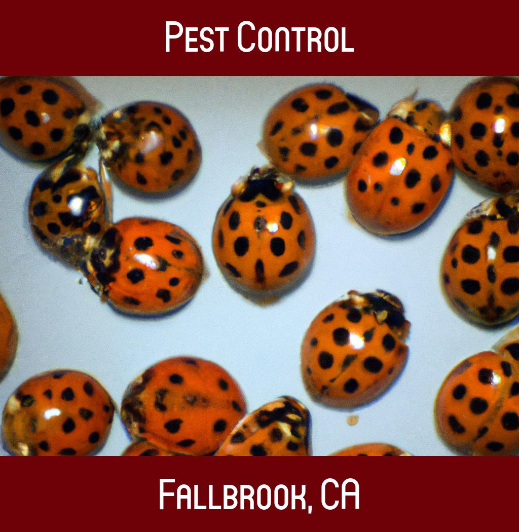 pest control in Fallbrook California