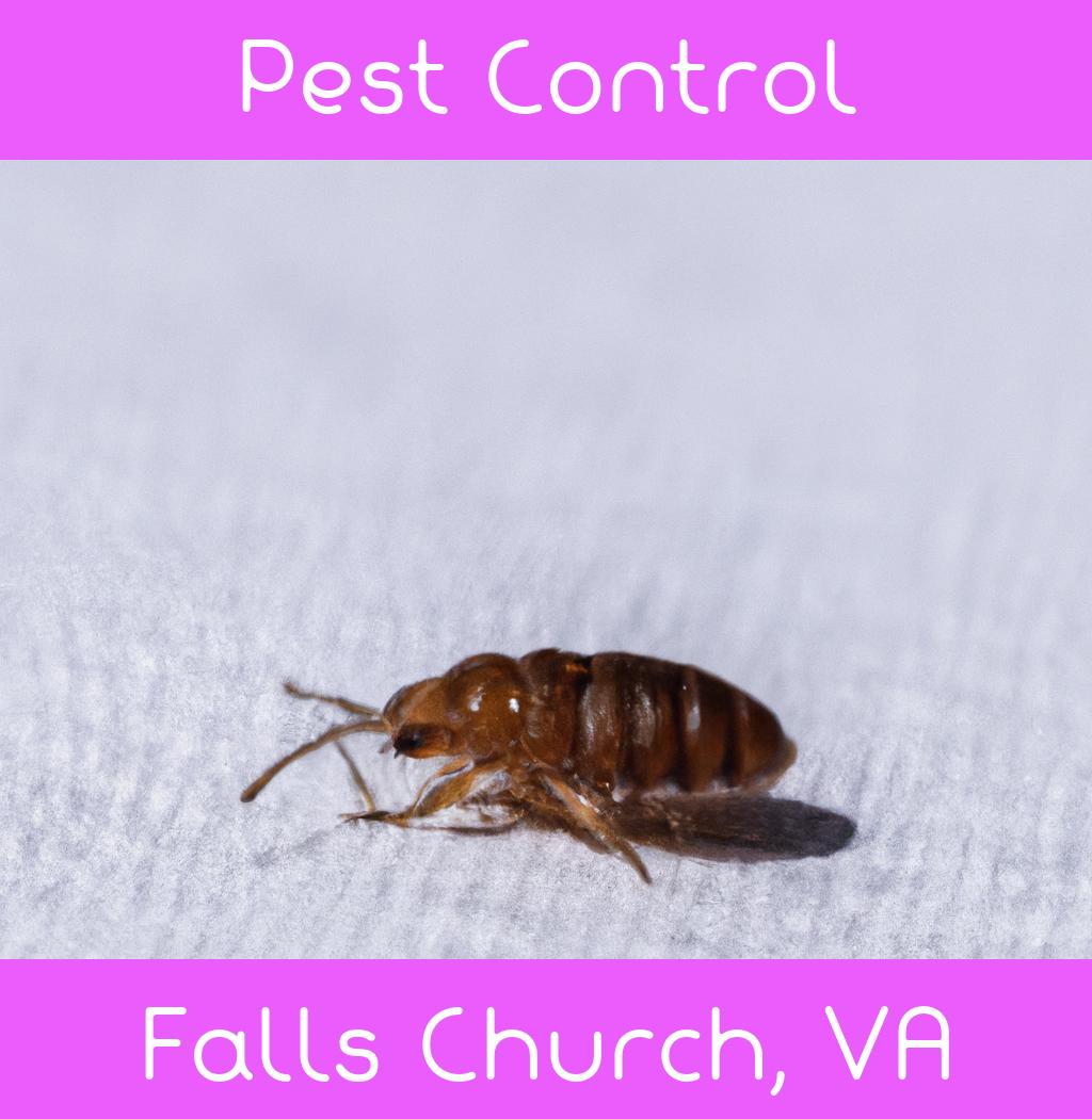 pest control in Falls Church Virginia