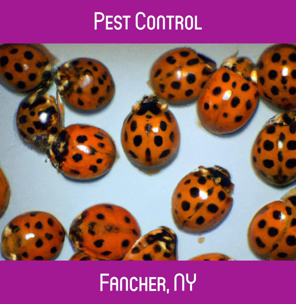 pest control in Fancher New York