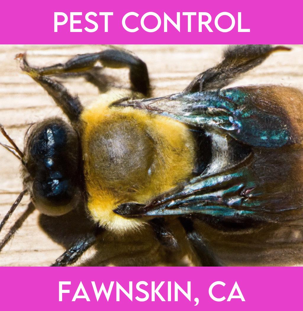 pest control in Fawnskin California