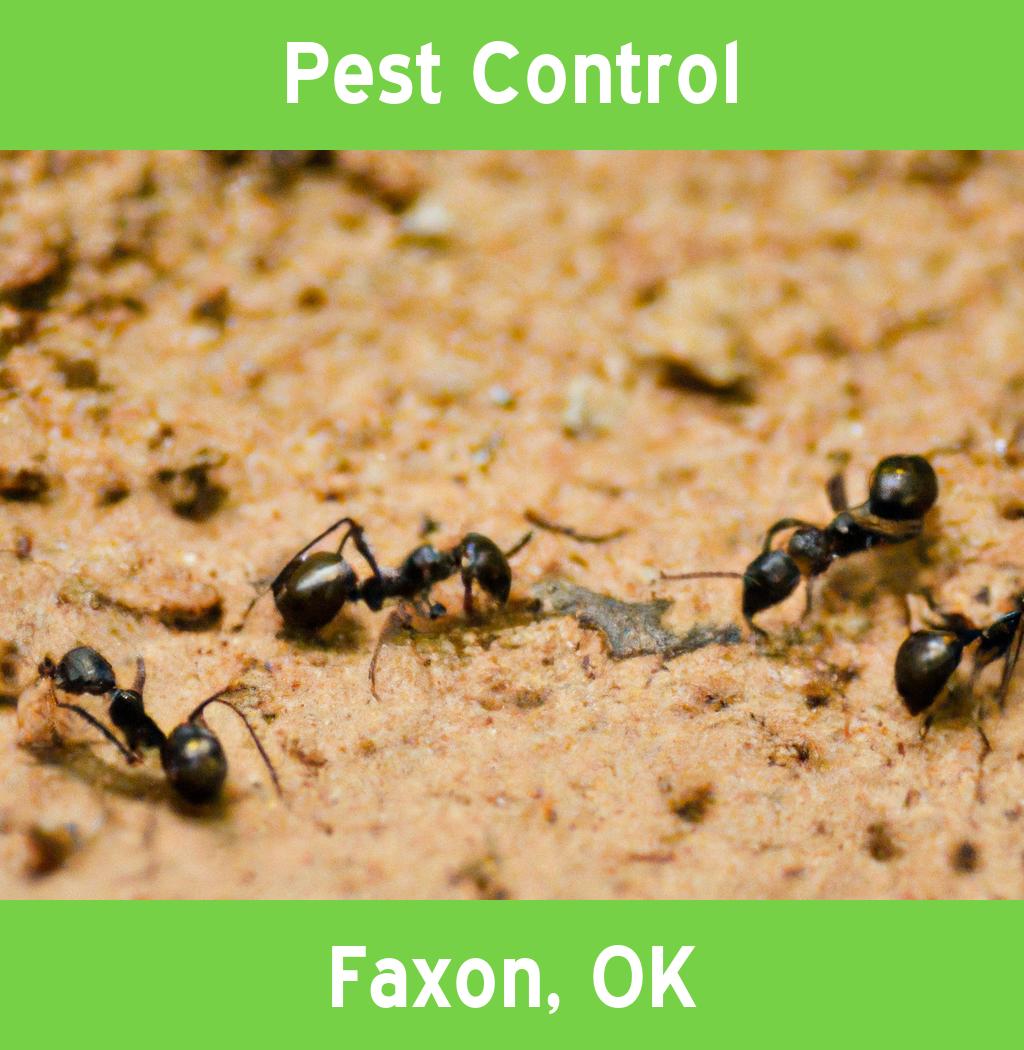 pest control in Faxon Oklahoma