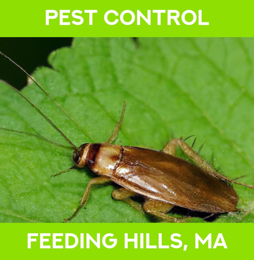 pest control in Feeding Hills Massachusetts