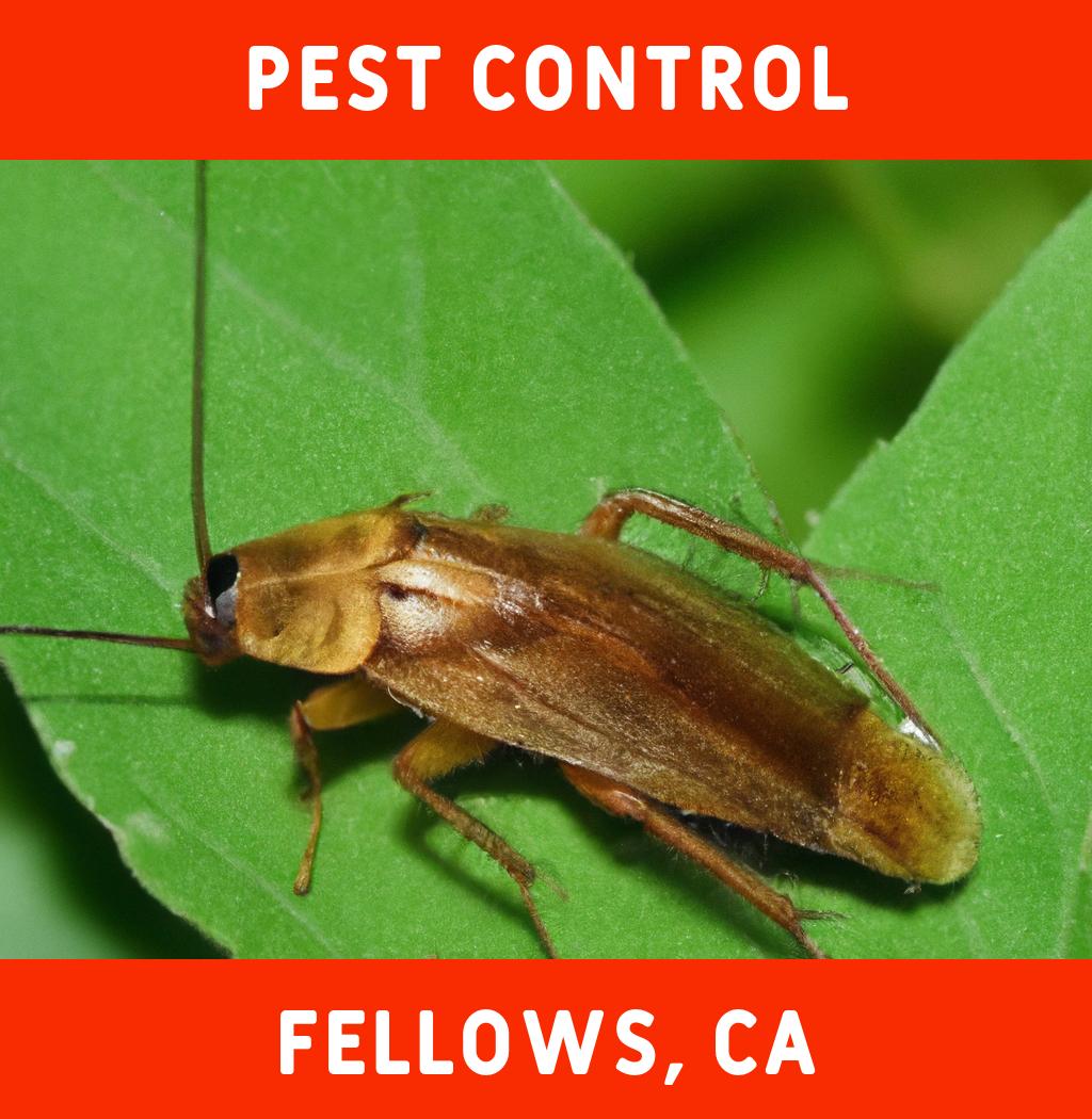 pest control in Fellows California