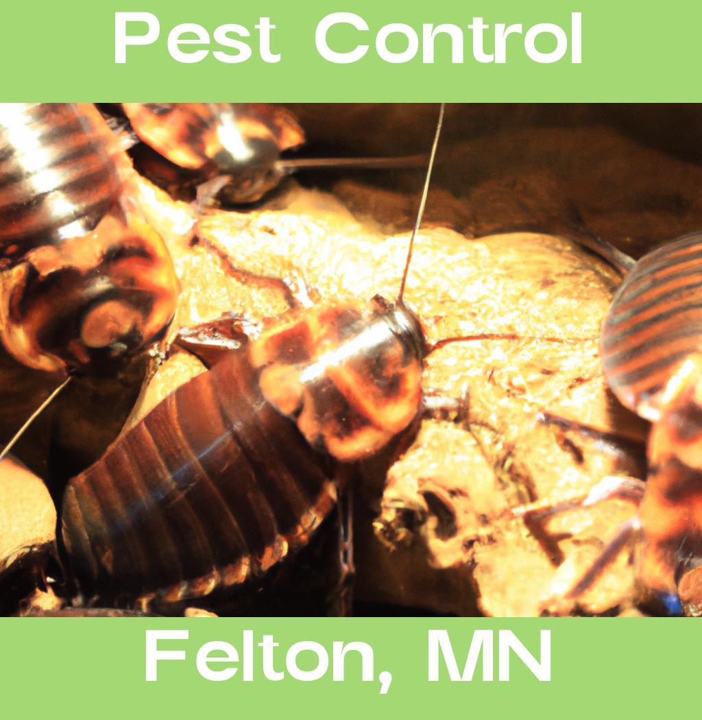 pest control in Felton Minnesota