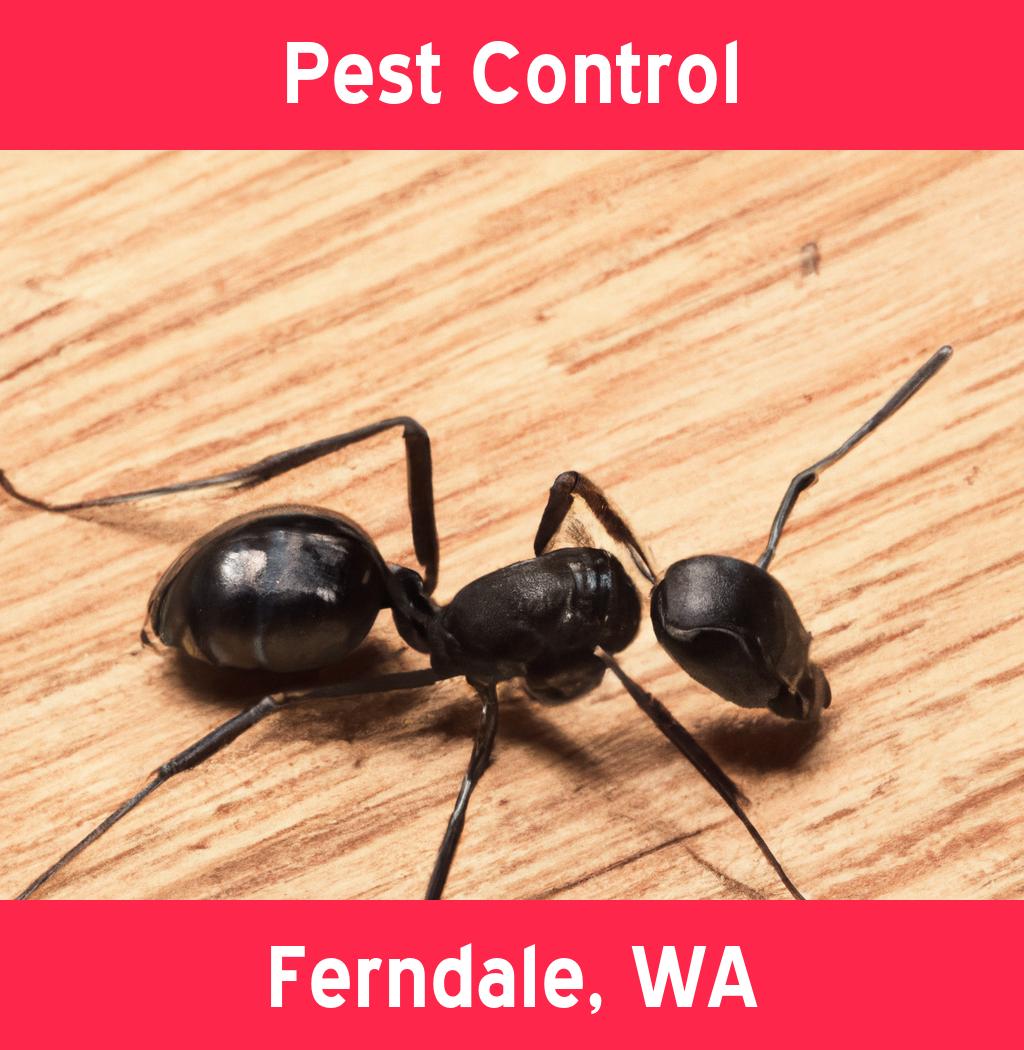 pest control in Ferndale Washington
