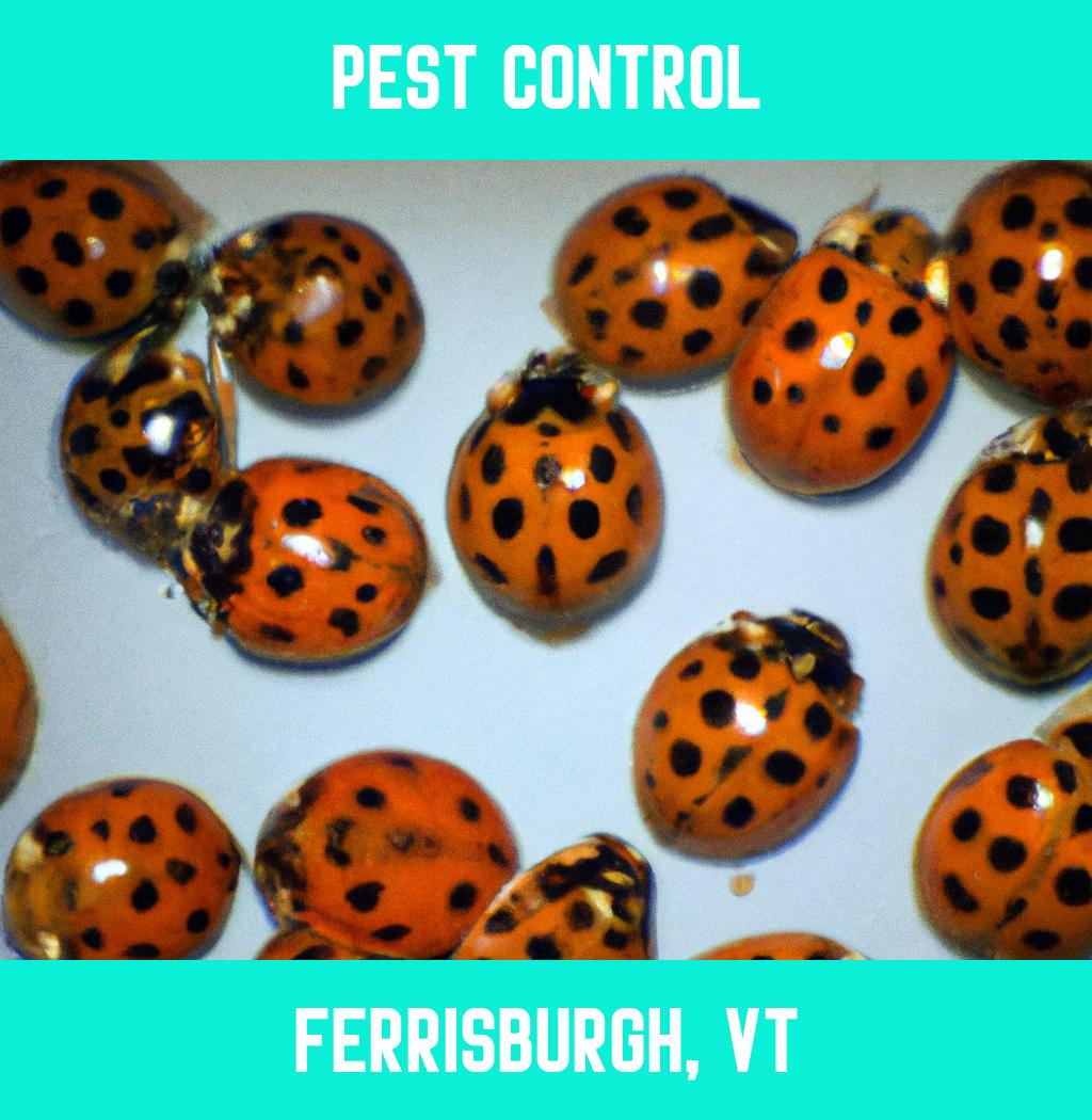 pest control in Ferrisburgh Vermont