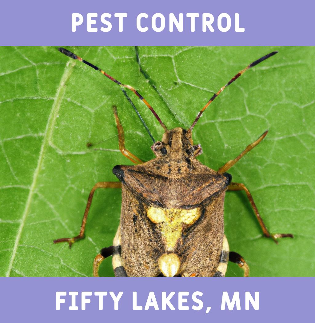 pest control in Fifty Lakes Minnesota