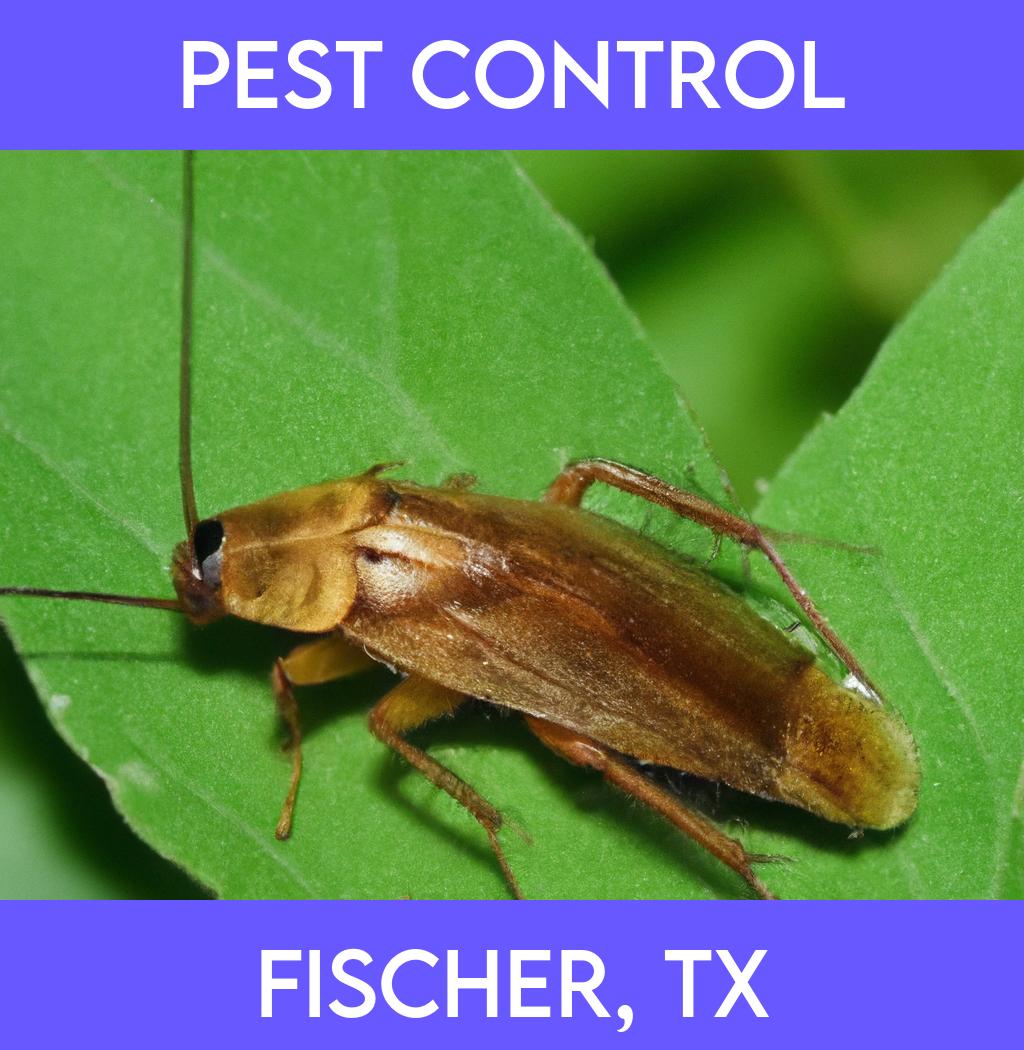 pest control in Fischer Texas