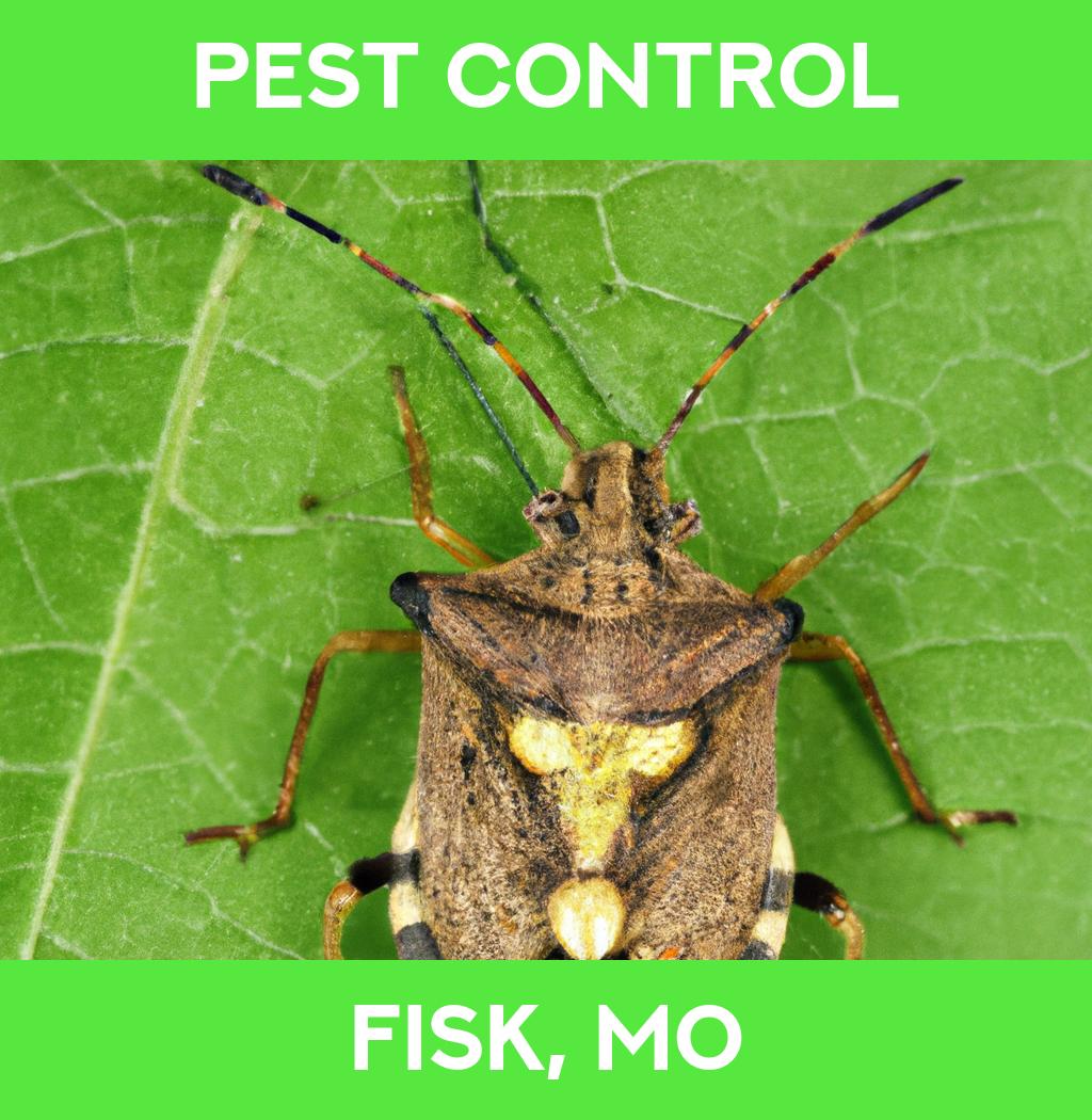 pest control in Fisk Missouri