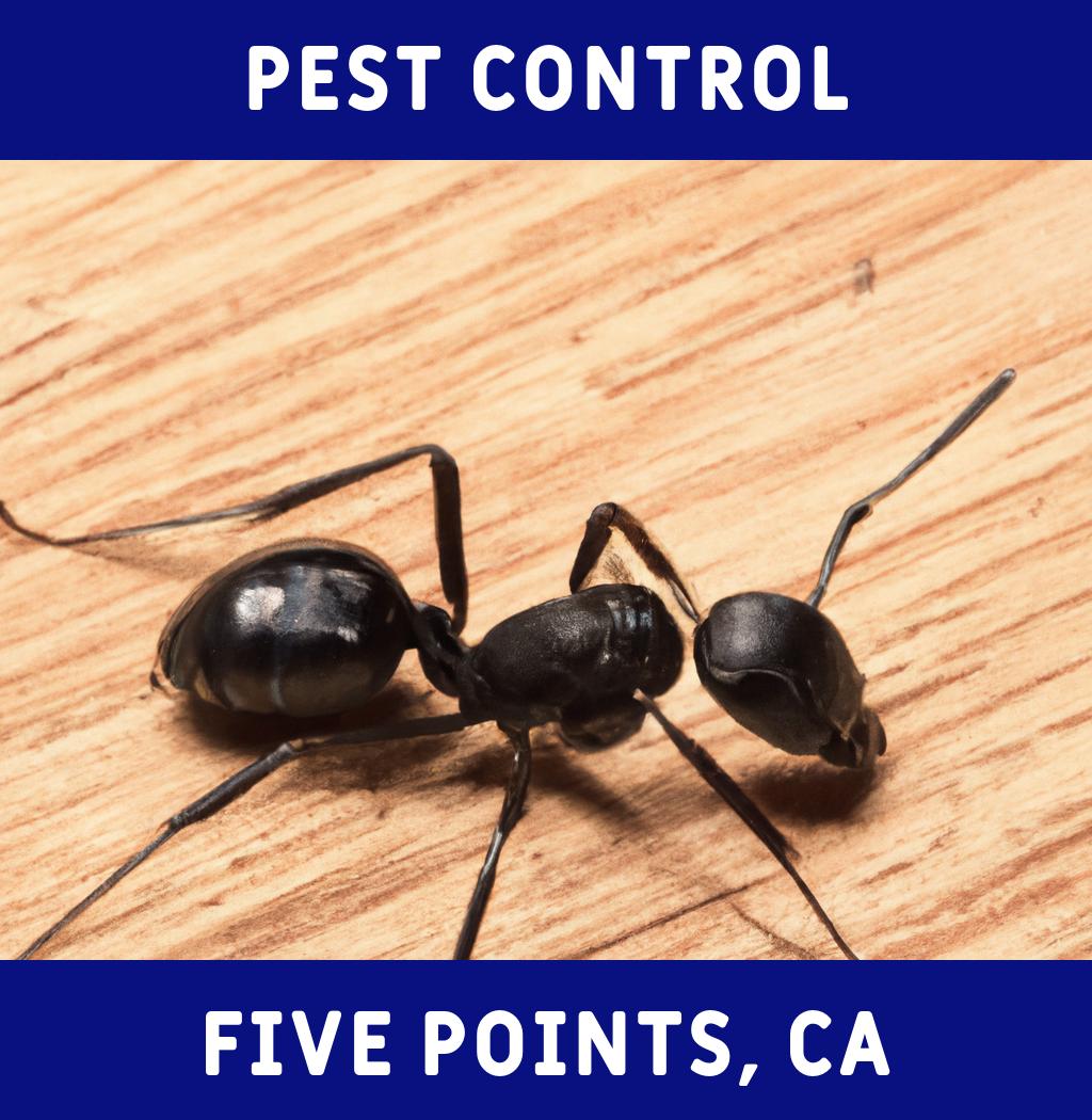 pest control in Five Points California