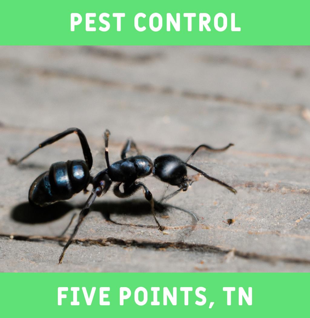 pest control in Five Points Tennessee