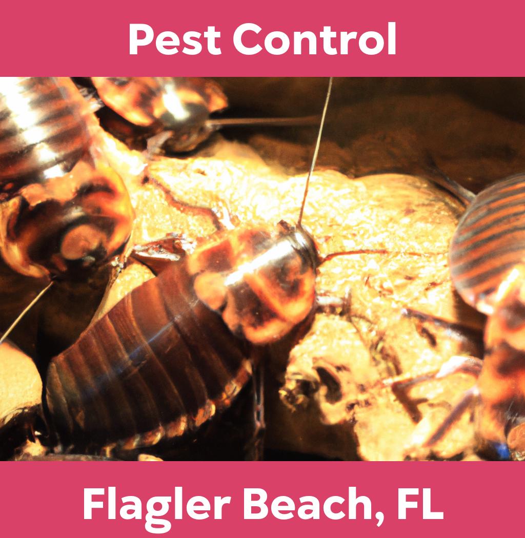 pest control in Flagler Beach Florida