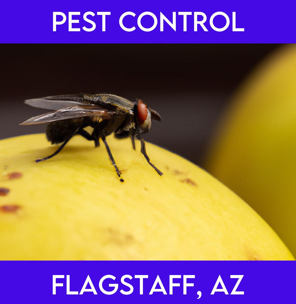 pest control in Flagstaff Arizona