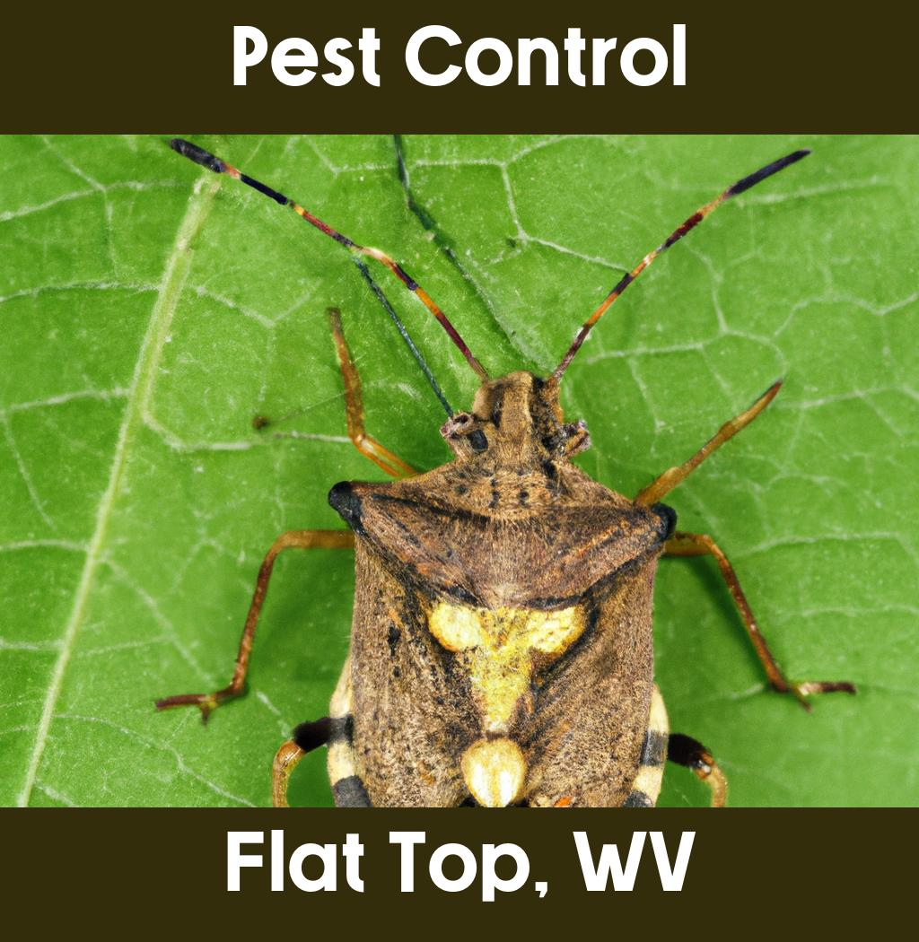 pest control in Flat Top West Virginia