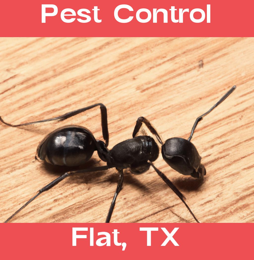 pest control in Flat Texas