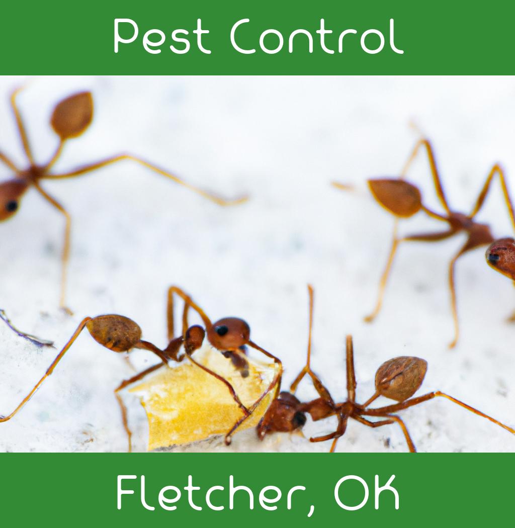 pest control in Fletcher Oklahoma