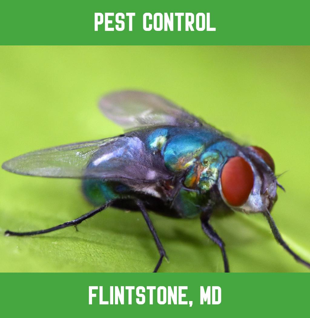 pest control in Flintstone Maryland