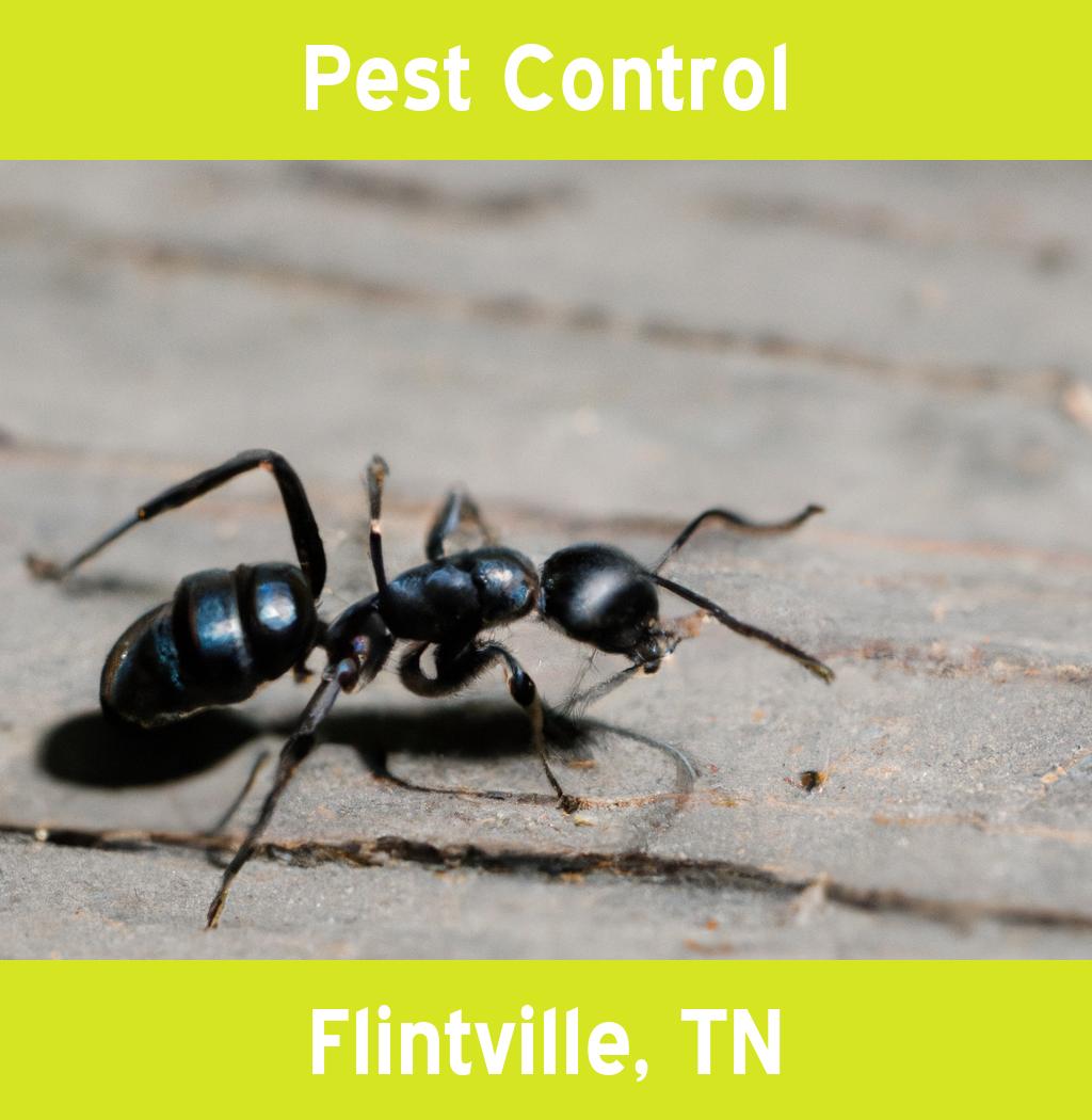 pest control in Flintville Tennessee