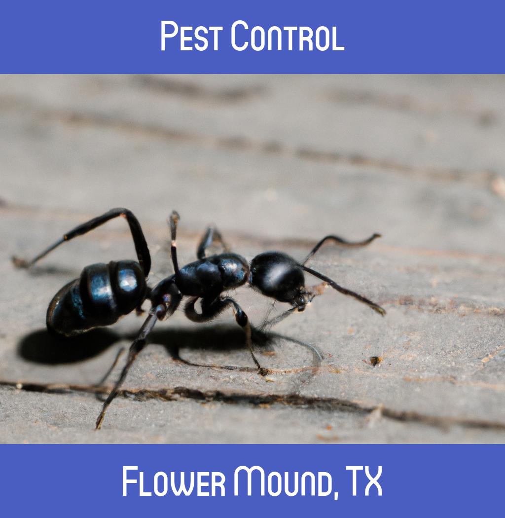 pest control in Flower Mound Texas