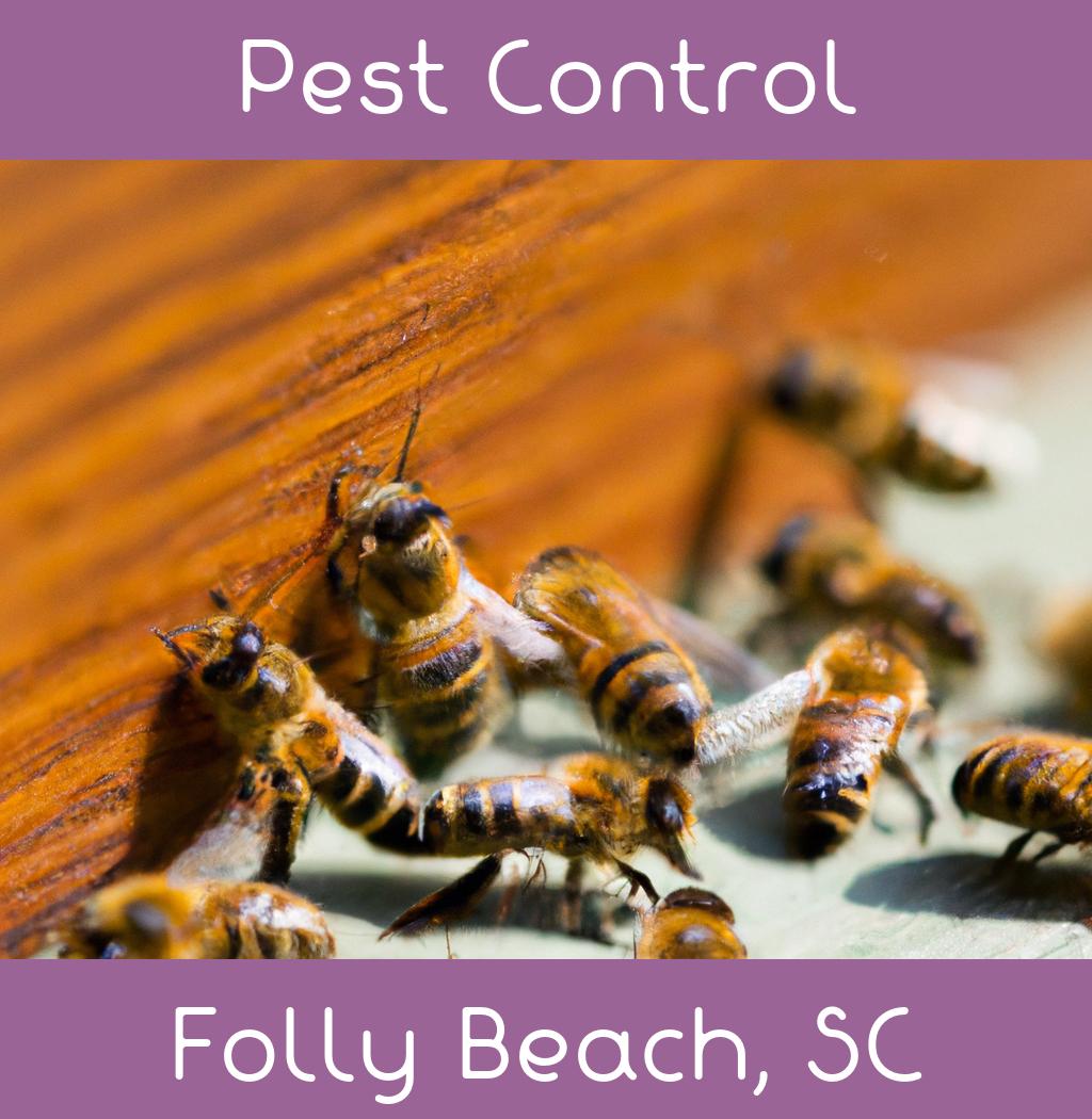 pest control in Folly Beach South Carolina