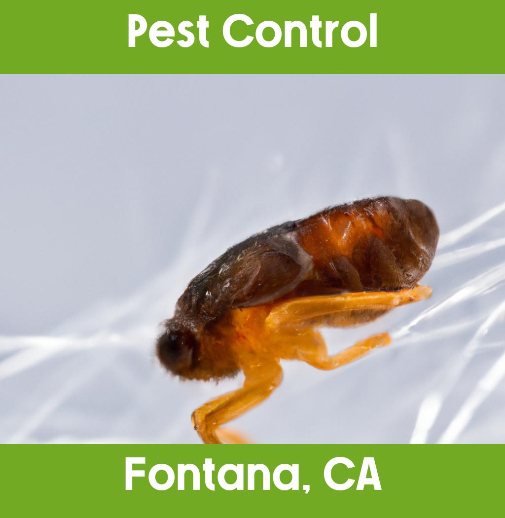 pest control in Fontana California