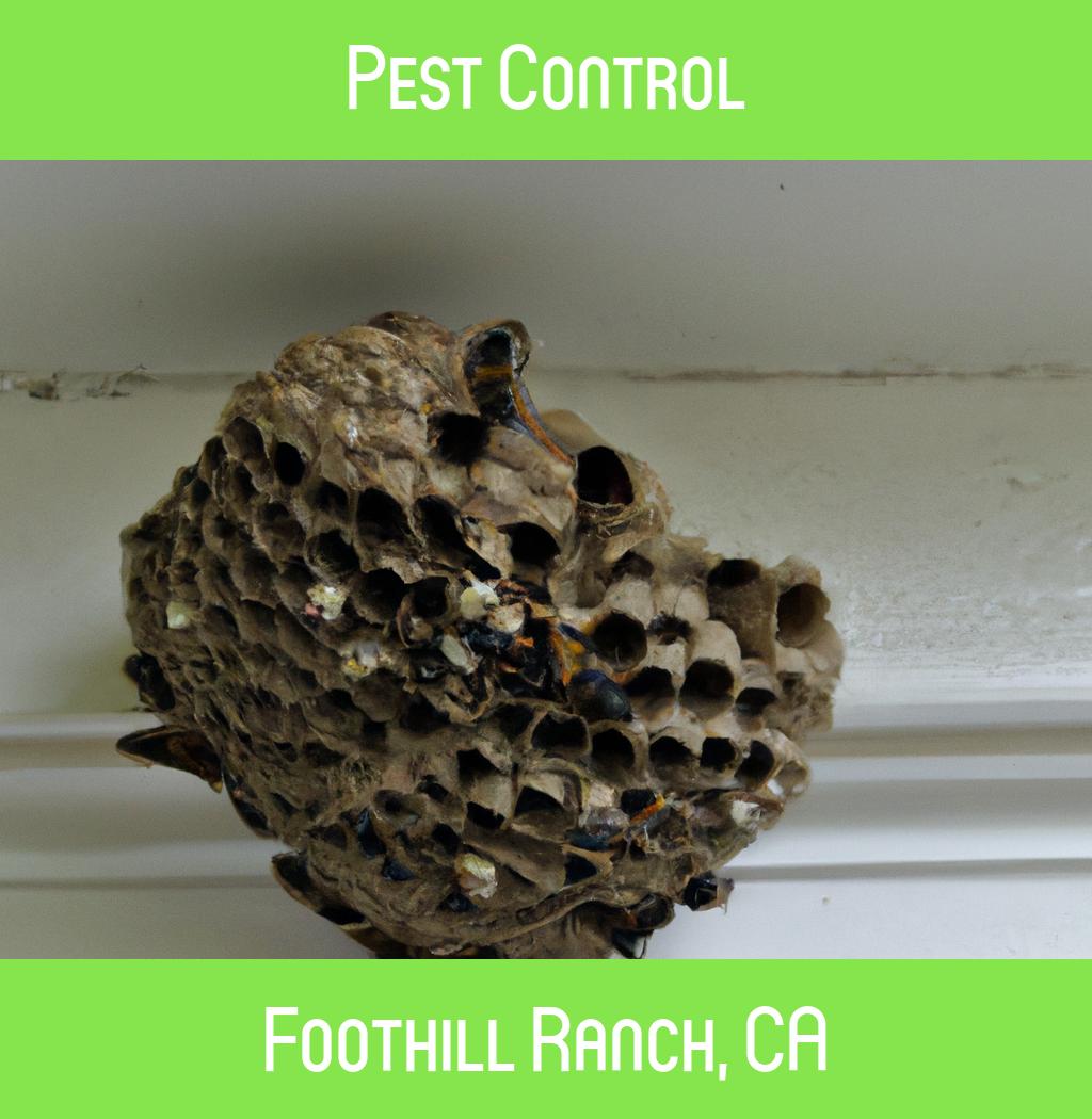 pest control in Foothill Ranch California