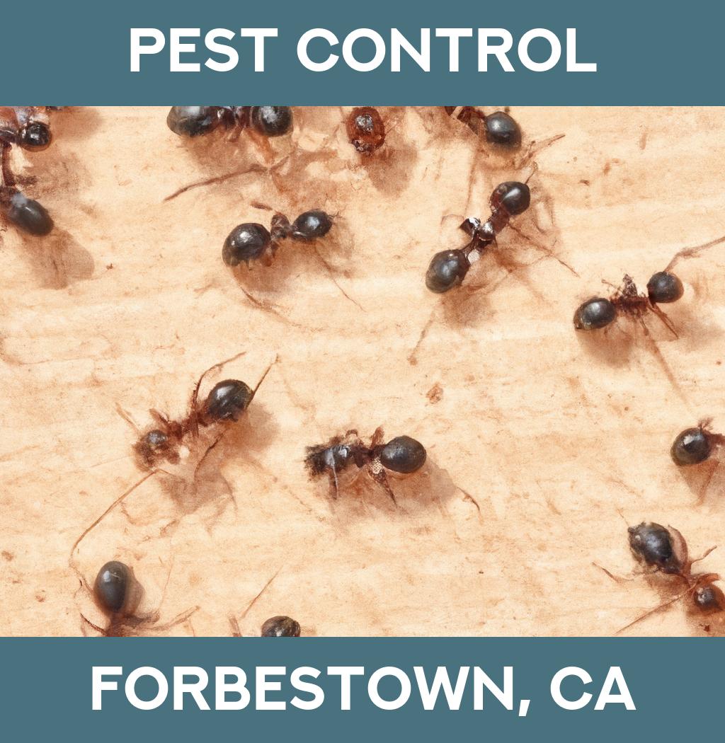 pest control in Forbestown California